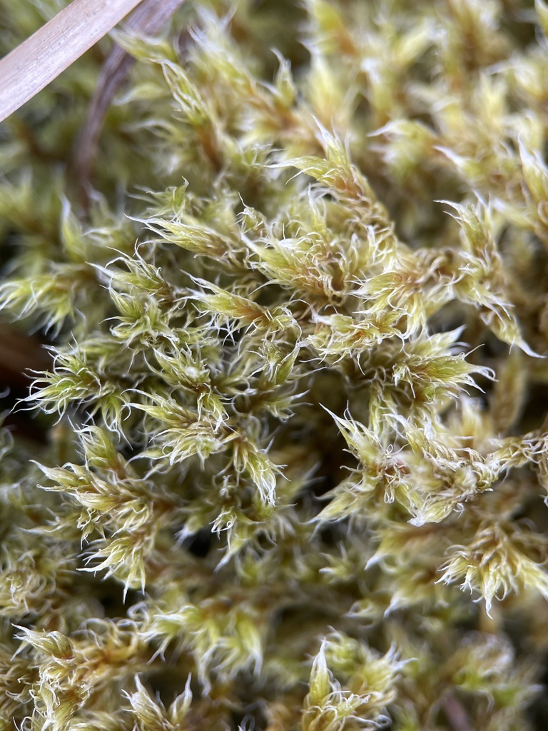 Woolly Rock Moss reference