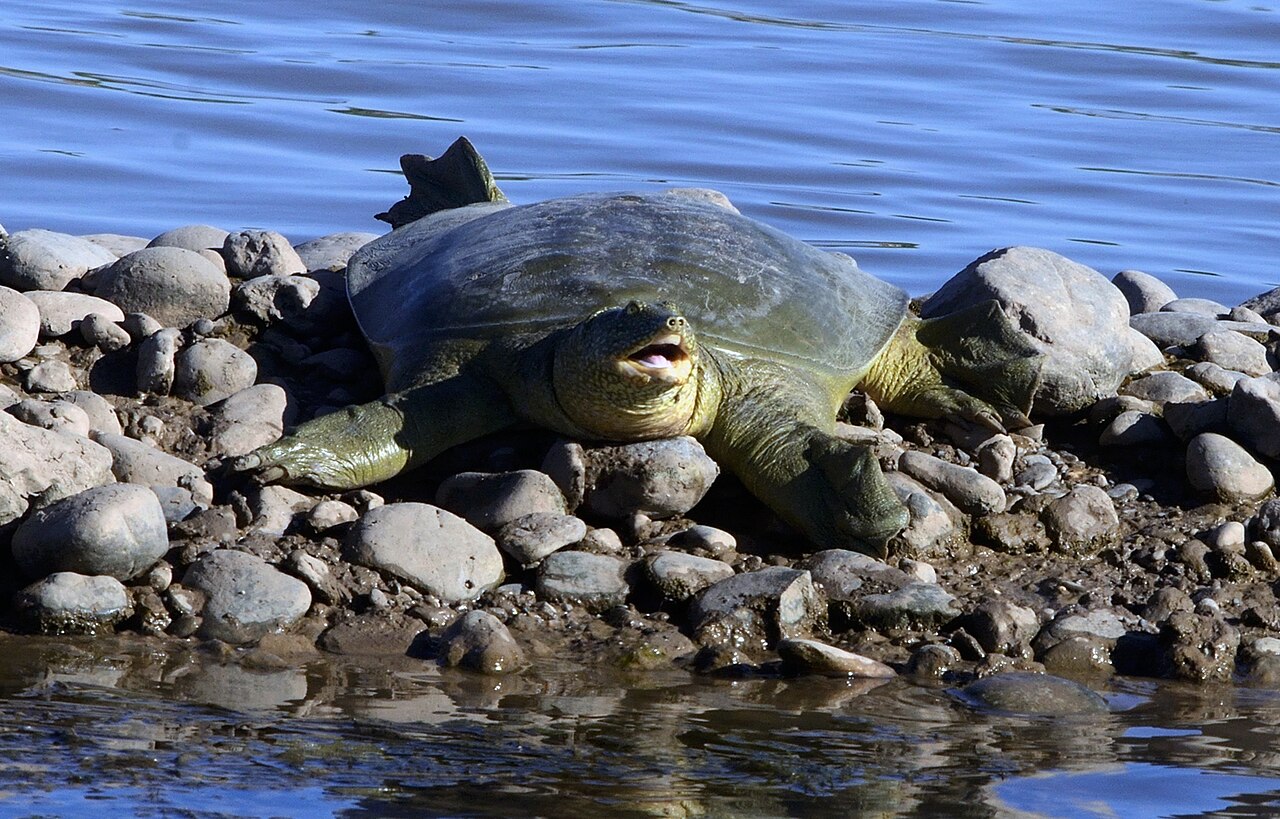 Euphrates Softshell Turtle reference