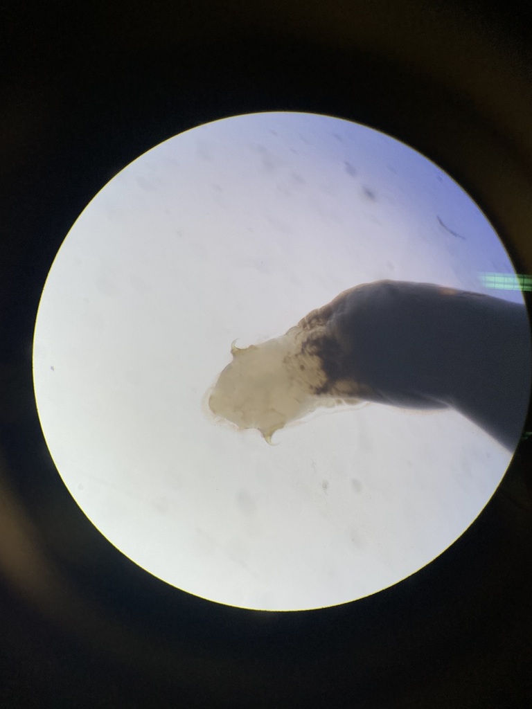 Raillietiella orientalis reference