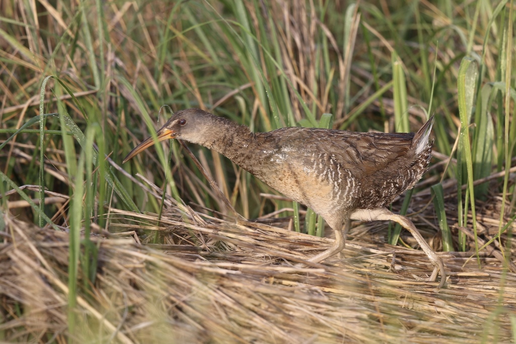 Clapper Rail reference