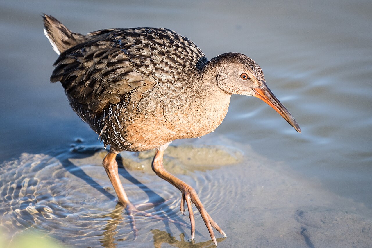 California Ridgway's Rail reference