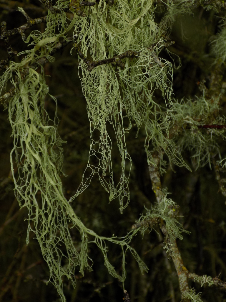 lace lichen reference