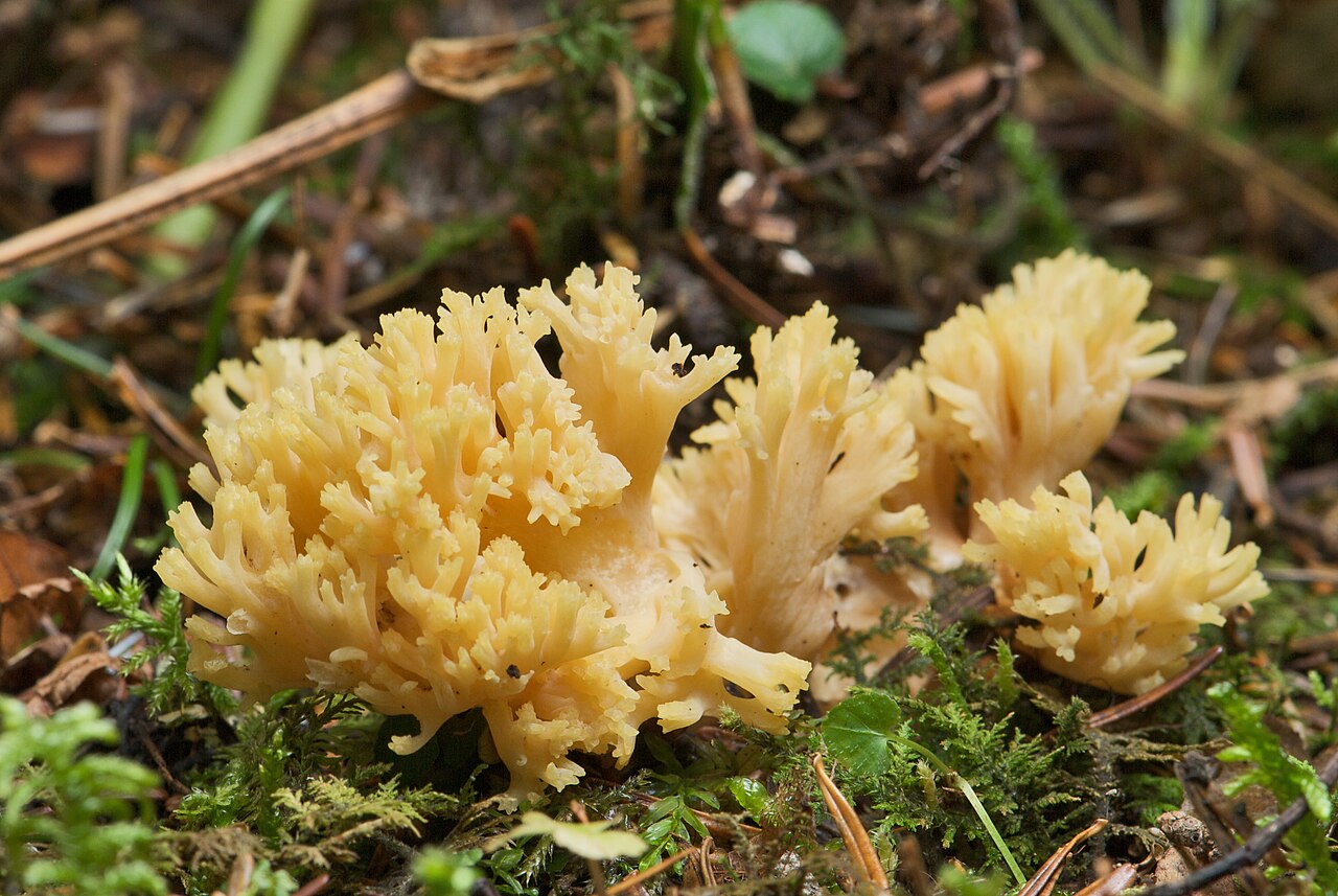 Ramaria flava reference