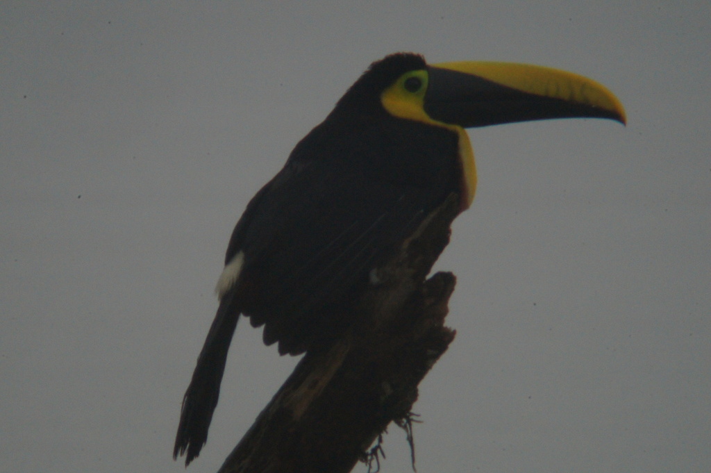 Chocó Toucan reference