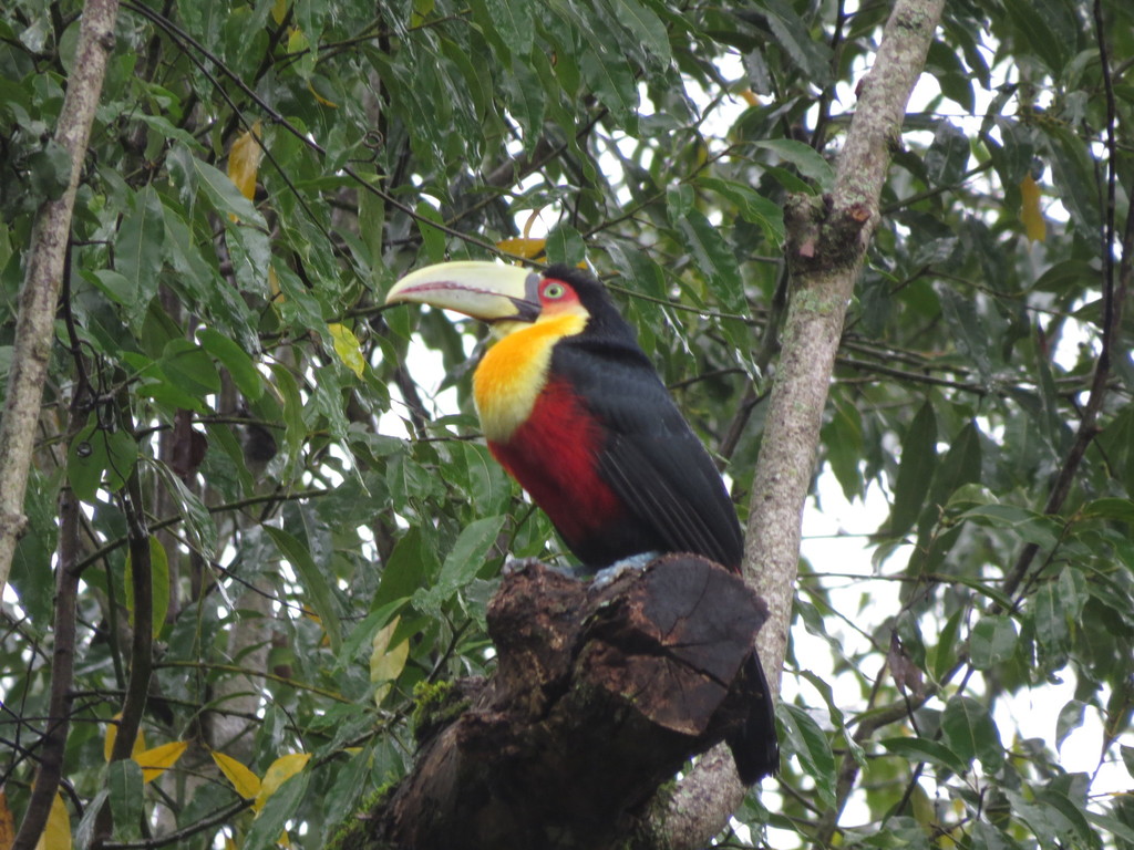 Red-breasted Toucan reference
