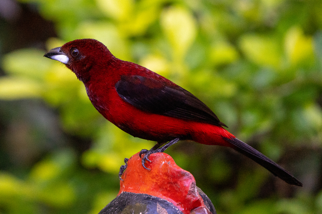ramphocelus dimidiatus reference