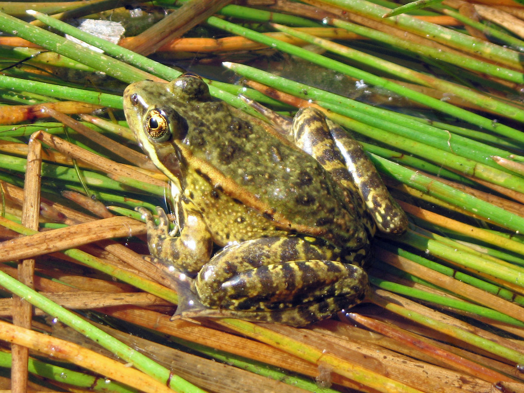 California Red-legged Frog reference