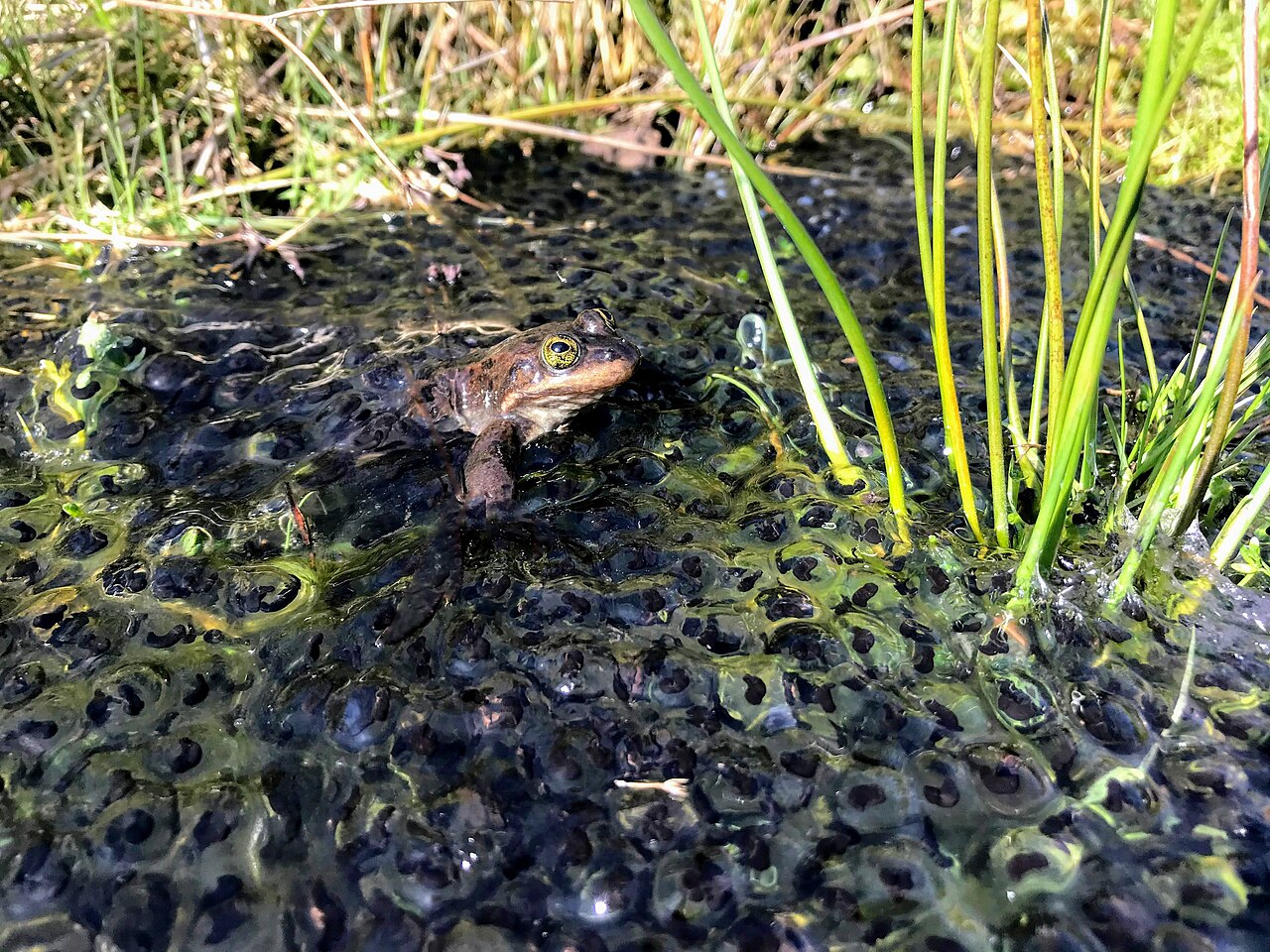 Oregon Spotted Frog reference