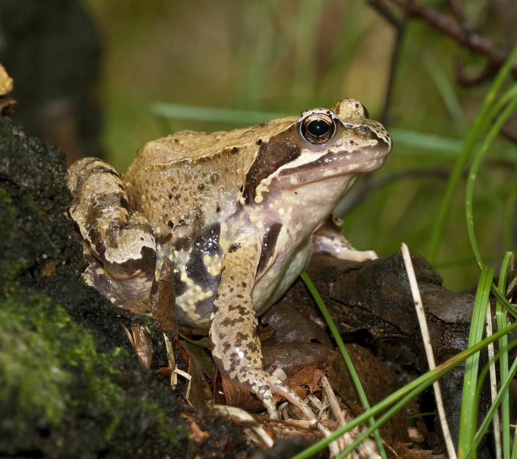 European Common Frog reference