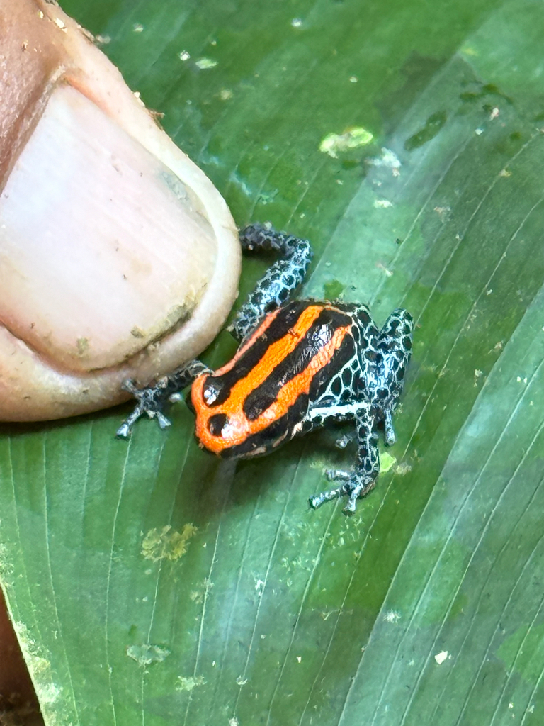 Amazonian Poison Dart Frog reference