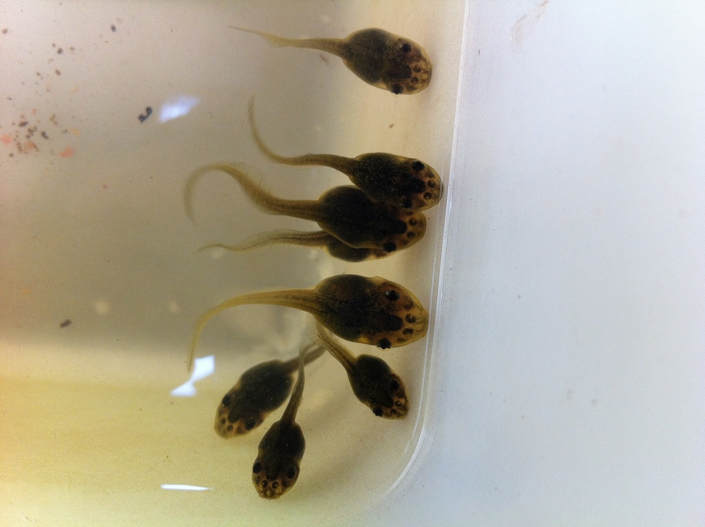 Green-and-Golden Bell Frog reference