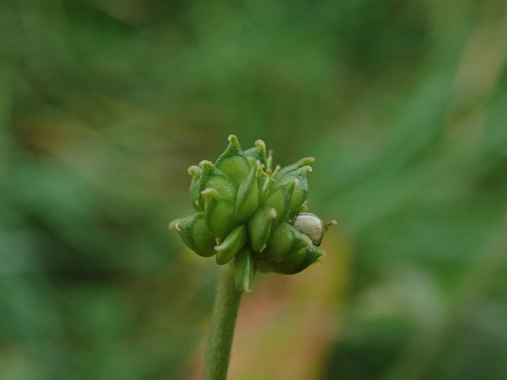 meadow buttercup reference