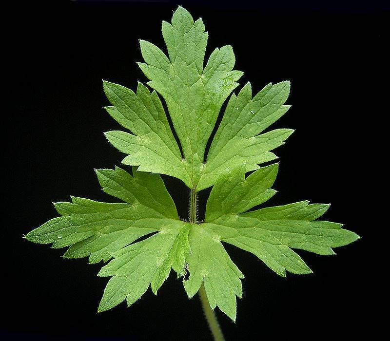 Creeping buttercup reference