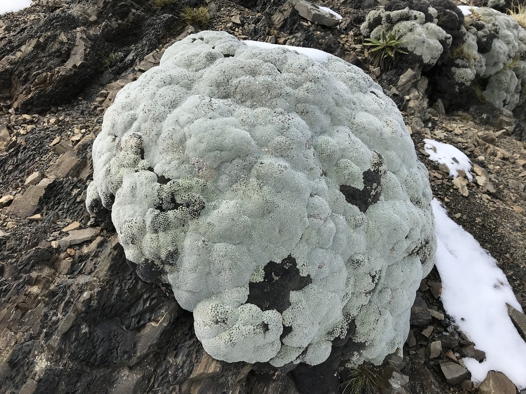 Vegetable Sheep reference