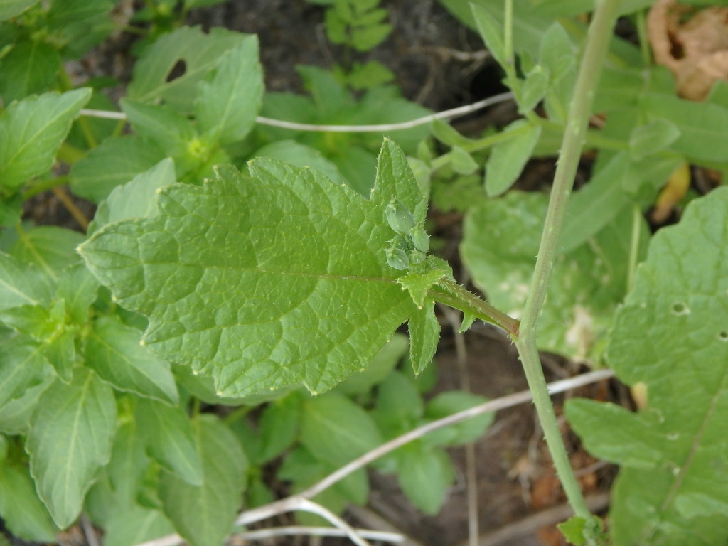 Wild Radish reference