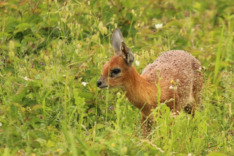 Cape Grysbok reference