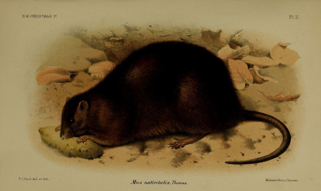Bulldog Rat reference
