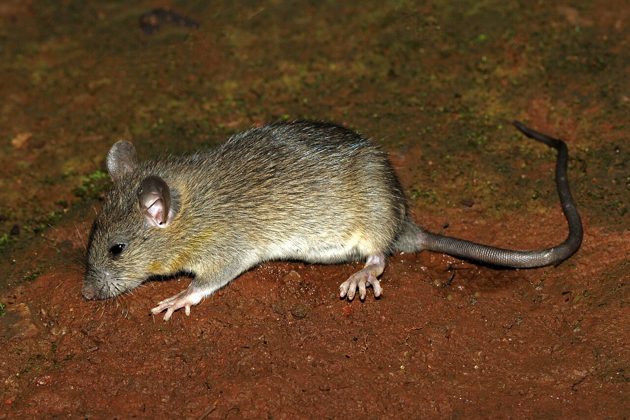 Rattus rattus reference