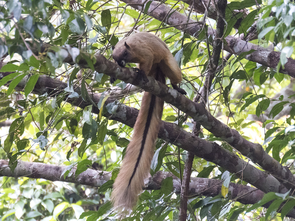 Pale Giant Squirrel reference
