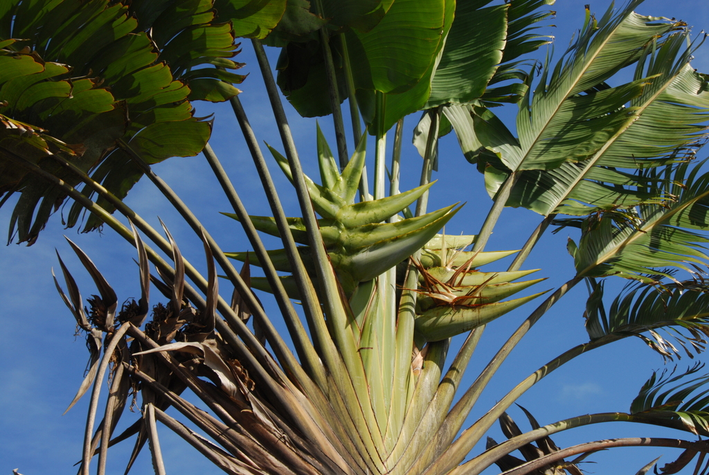 Traveller's Palm reference
