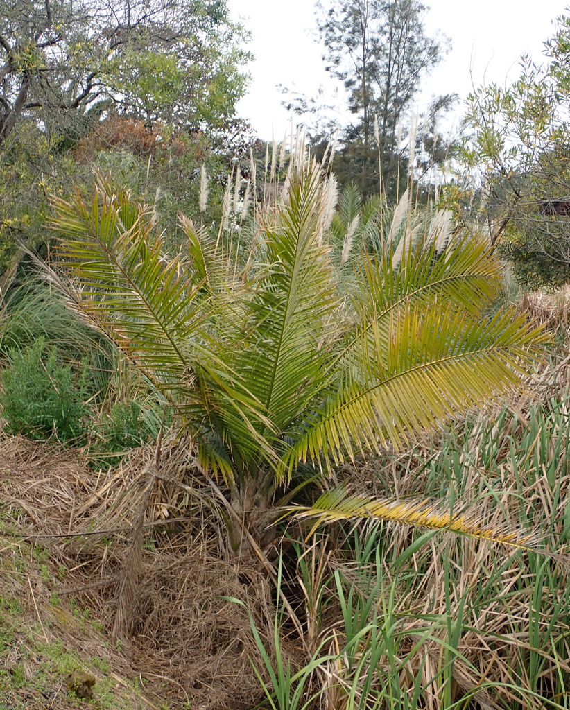 Majesty Palm reference