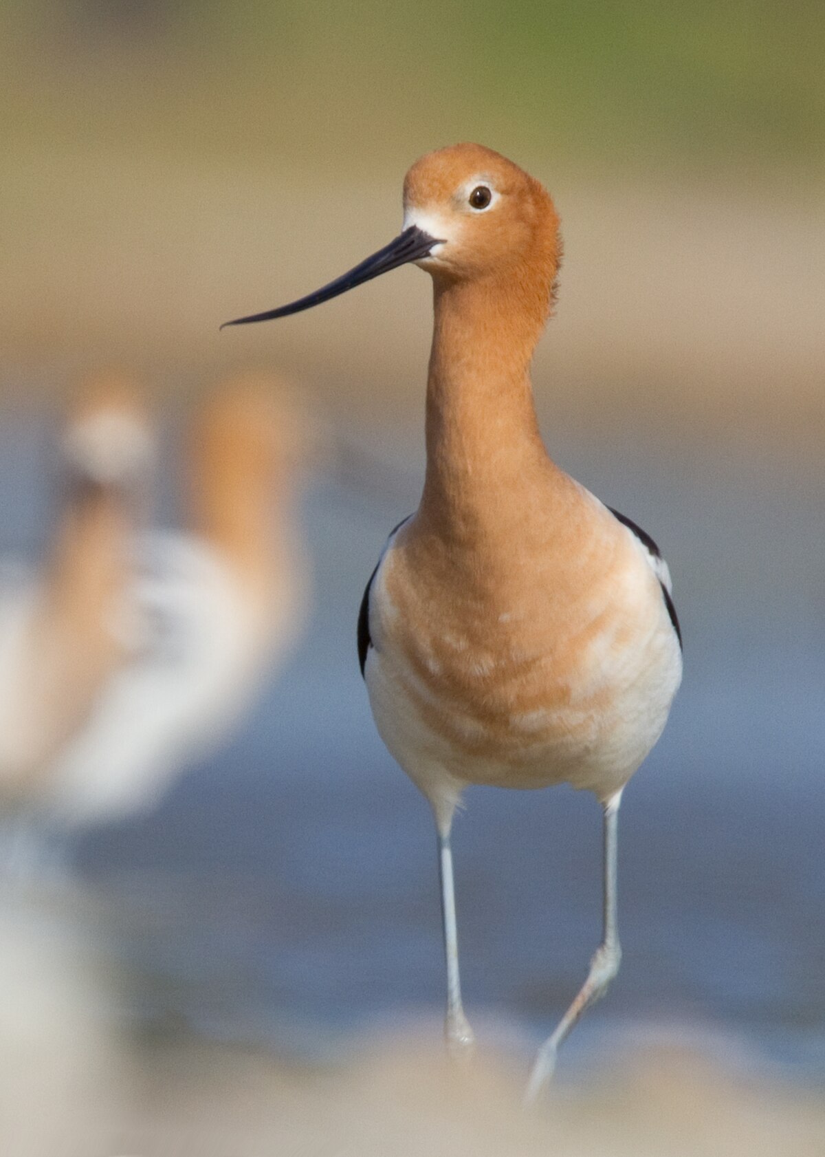 American Avocet reference