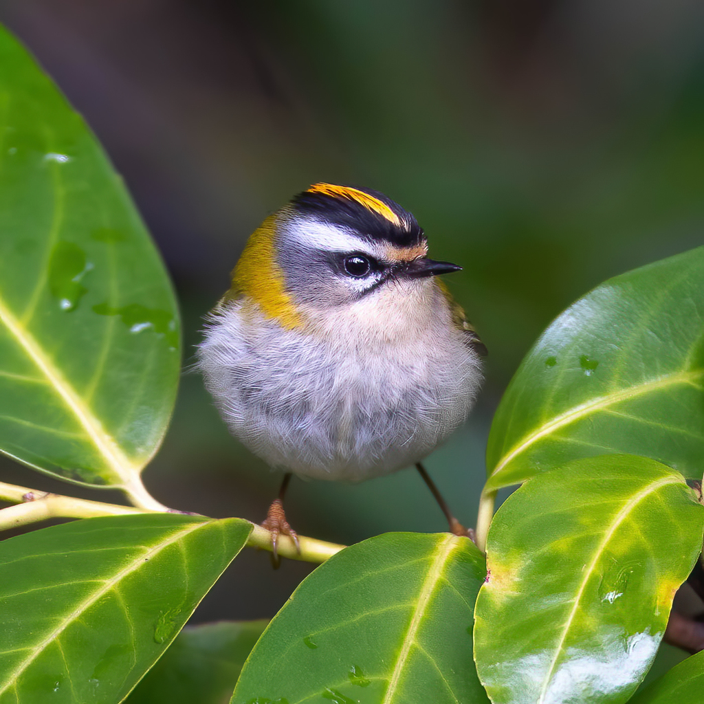 Common Firecrest reference