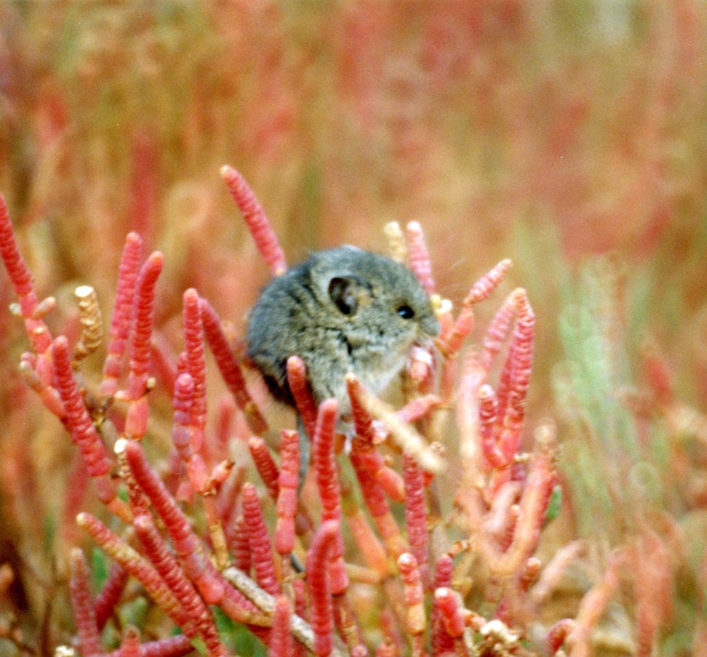 Salt Marsh Harvest Mouse reference