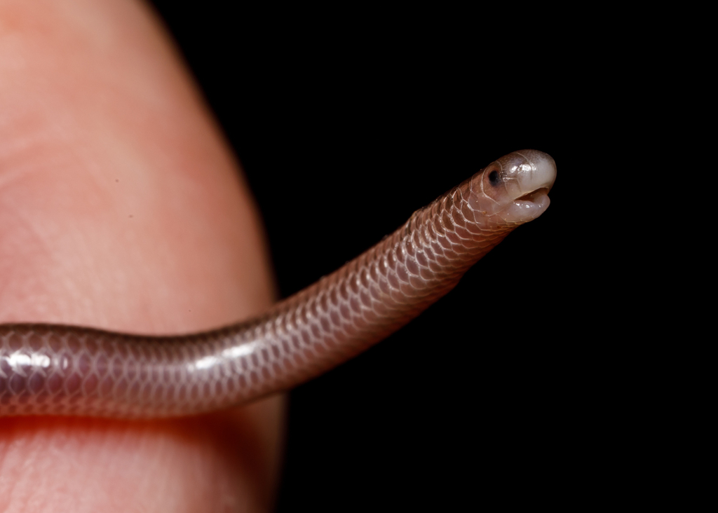 Texas Blind Snake reference
