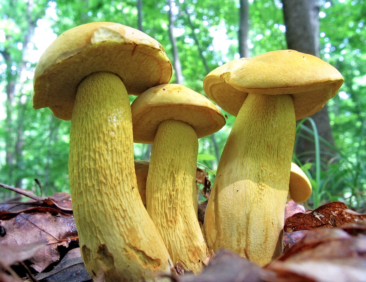 Retiboletus nigerrimus reference