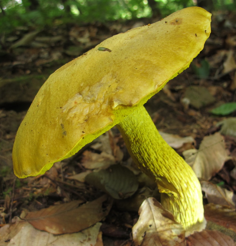 Ornate-stalked bolete reference