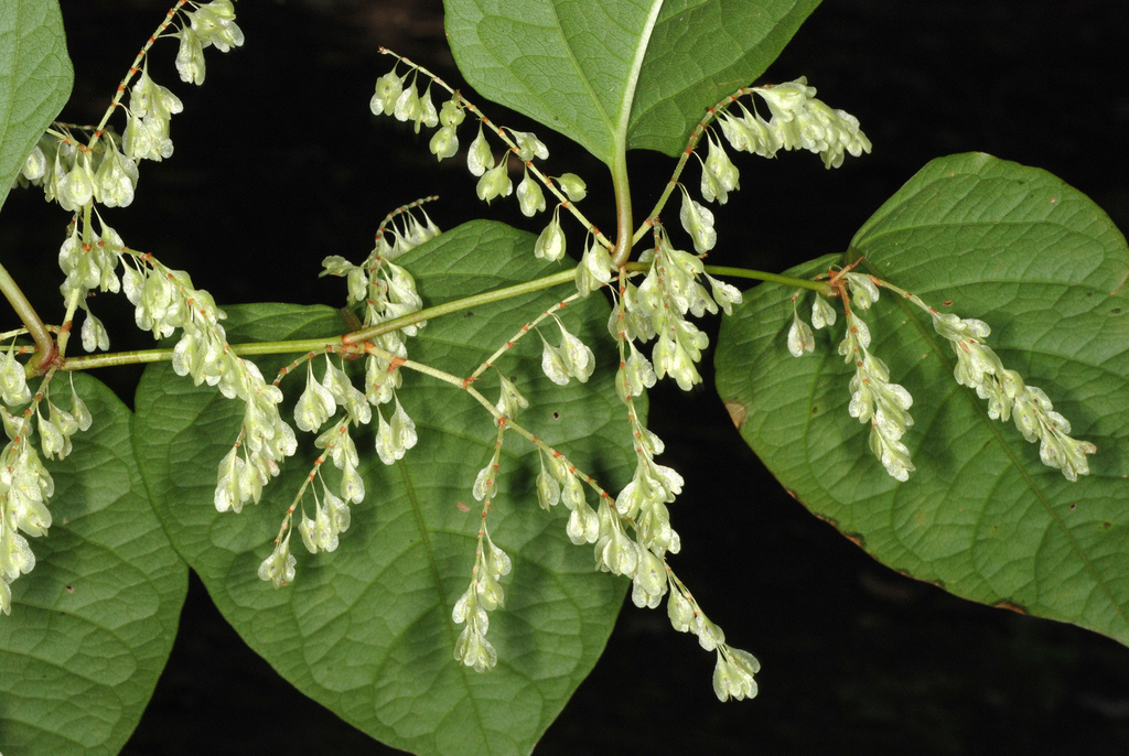 Japanese knotweed reference