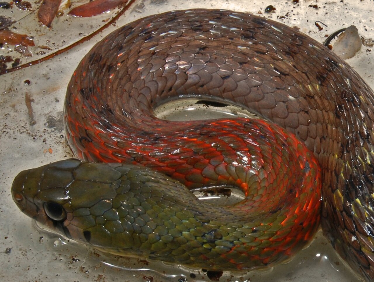 Rhabdophis subminiatus reference