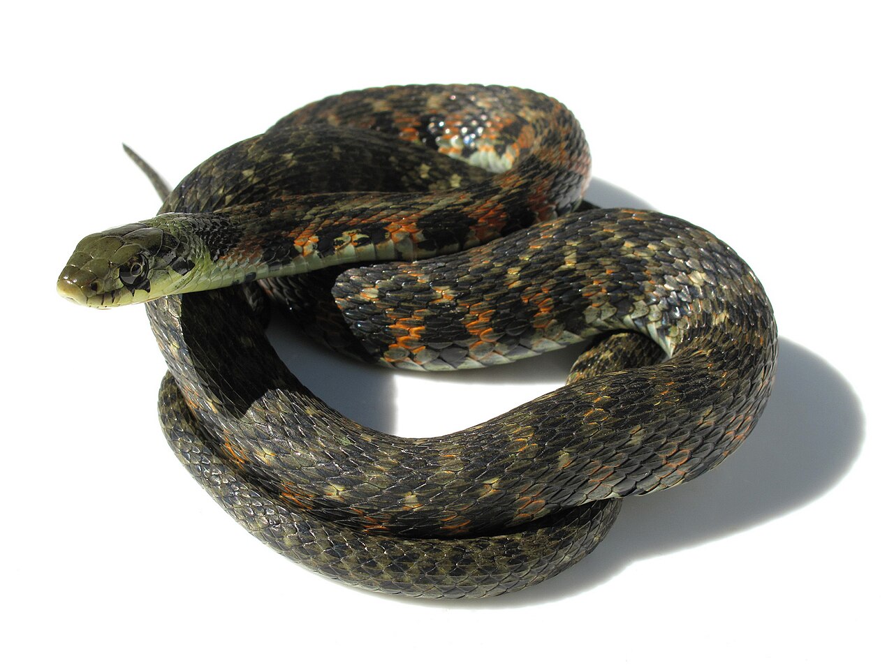 Tiger Keelback reference