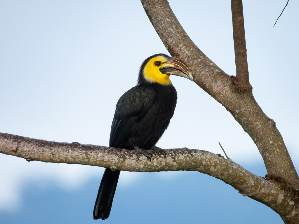 Sulawesi Hornbill reference