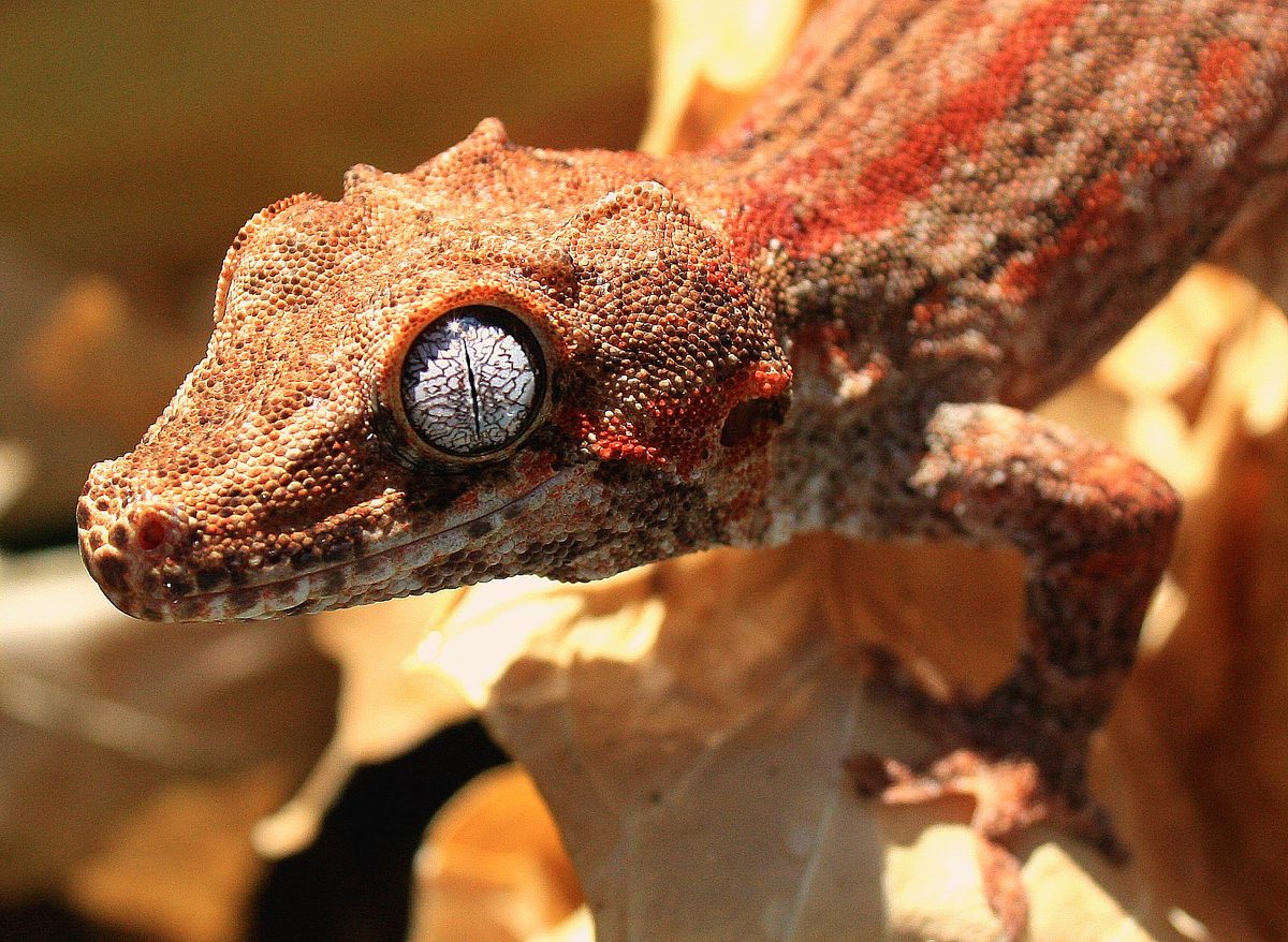 Gargoyle Gecko reference