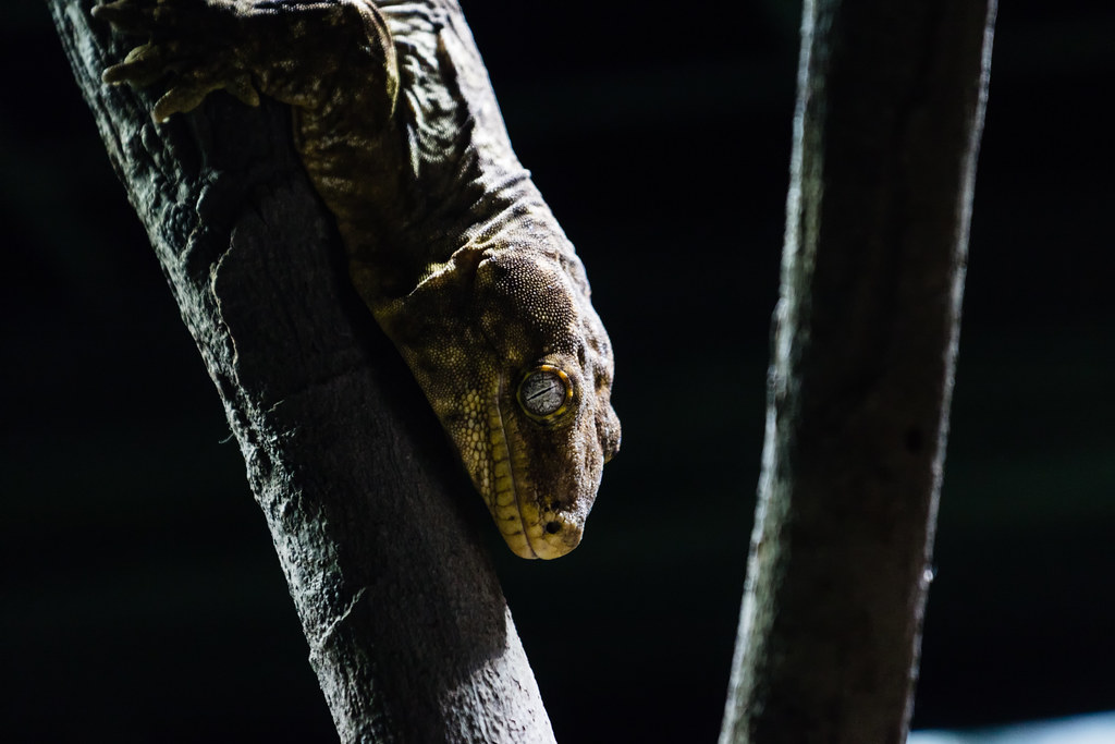 New Caledonian Giant Gecko reference