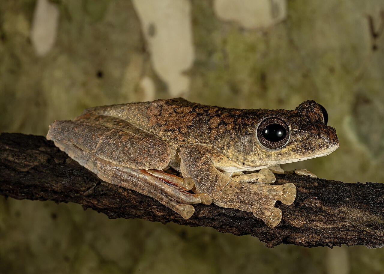 Rhacophorus annamensis reference