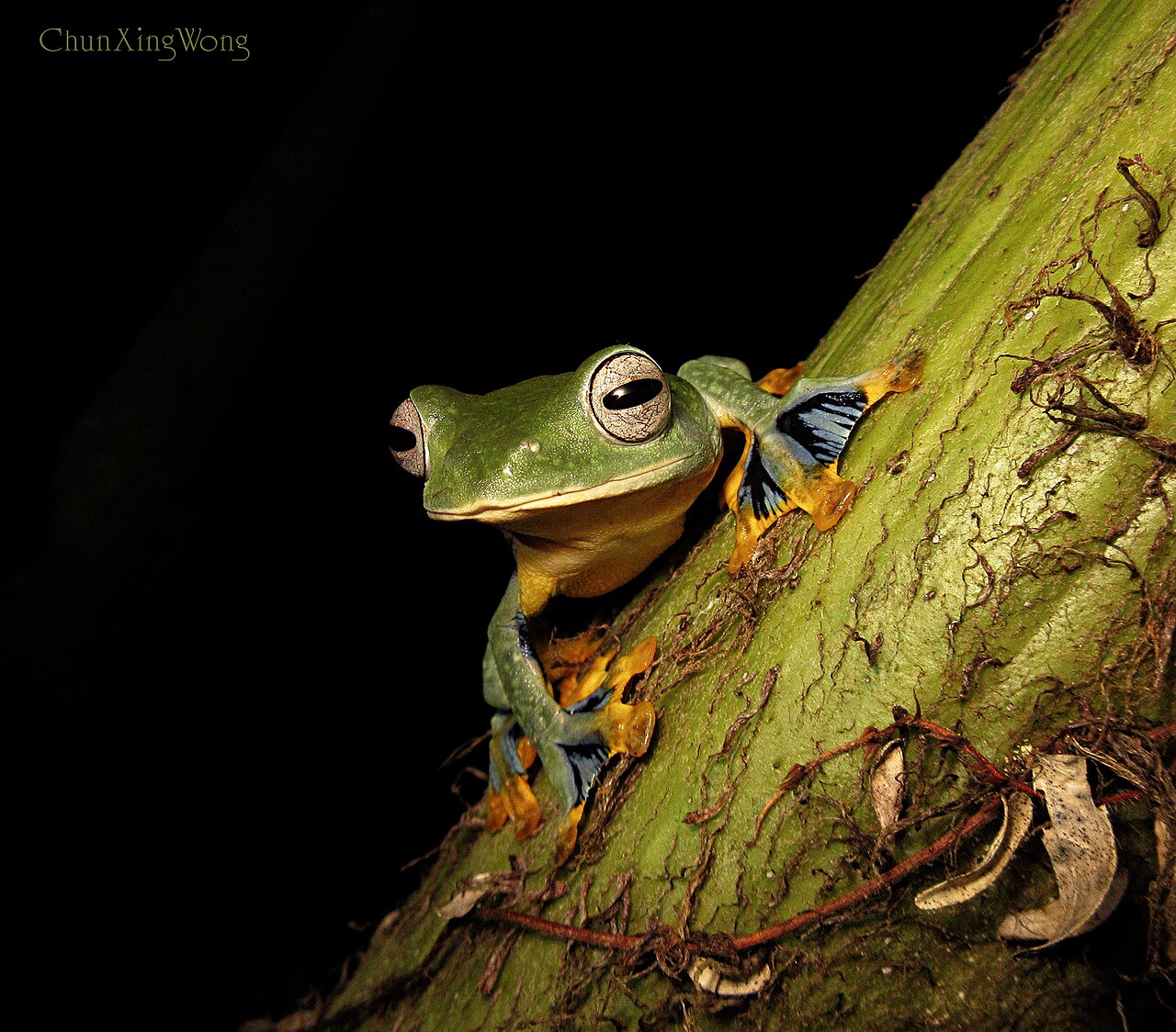 Borneo Flying Frog reference