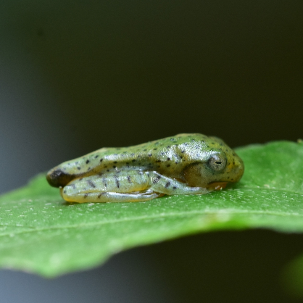 Malabar Gliding Frog reference