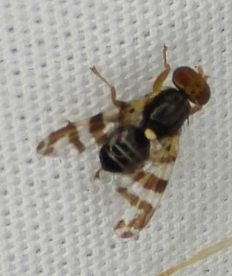 Eastern Cherry Fruit Fly reference