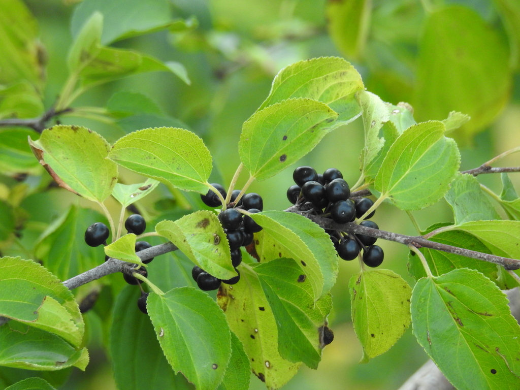 common buckthorn reference