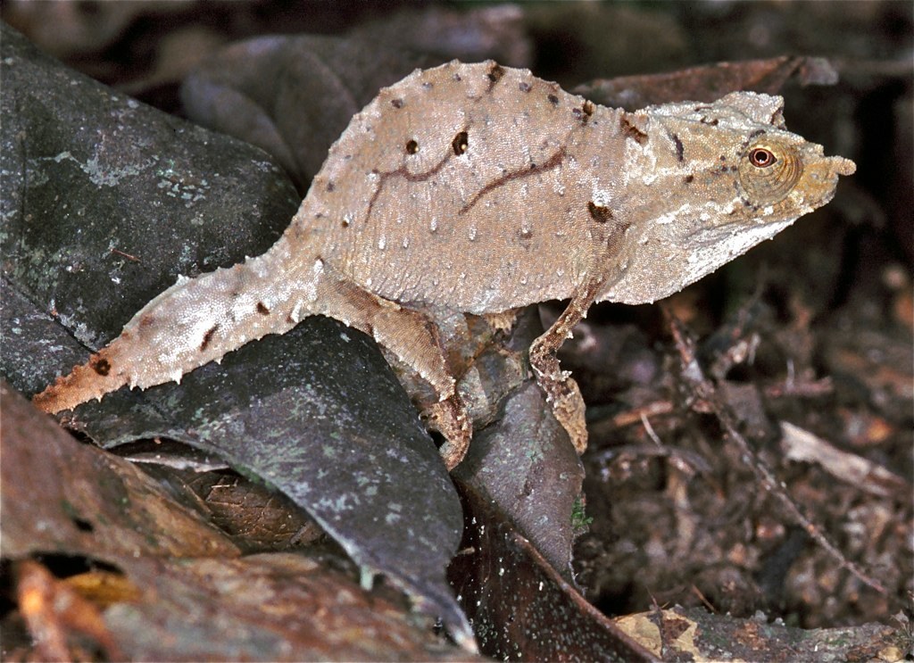 Western Pygmy Chameleon reference