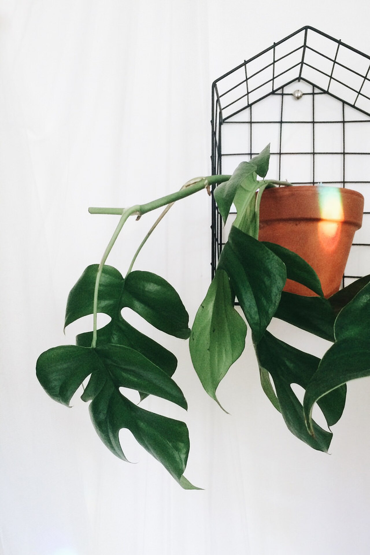 mini monstera reference