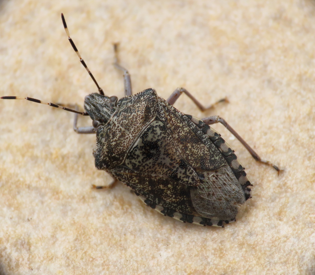 Mottled Stink Bug reference