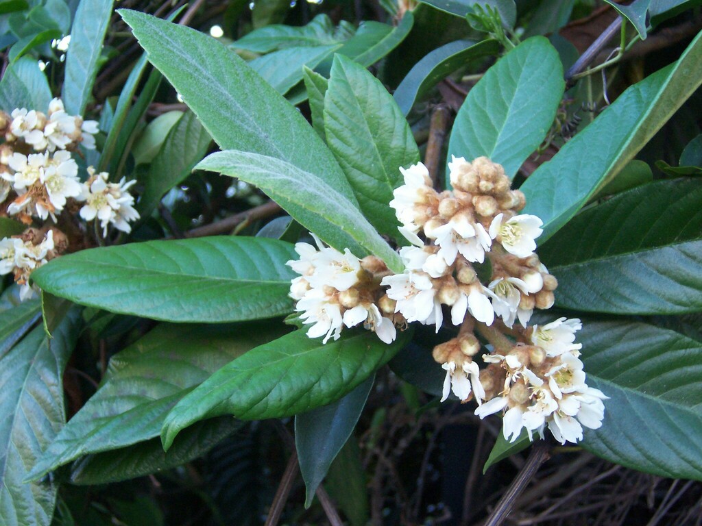 Rhaphiolepis bibas reference