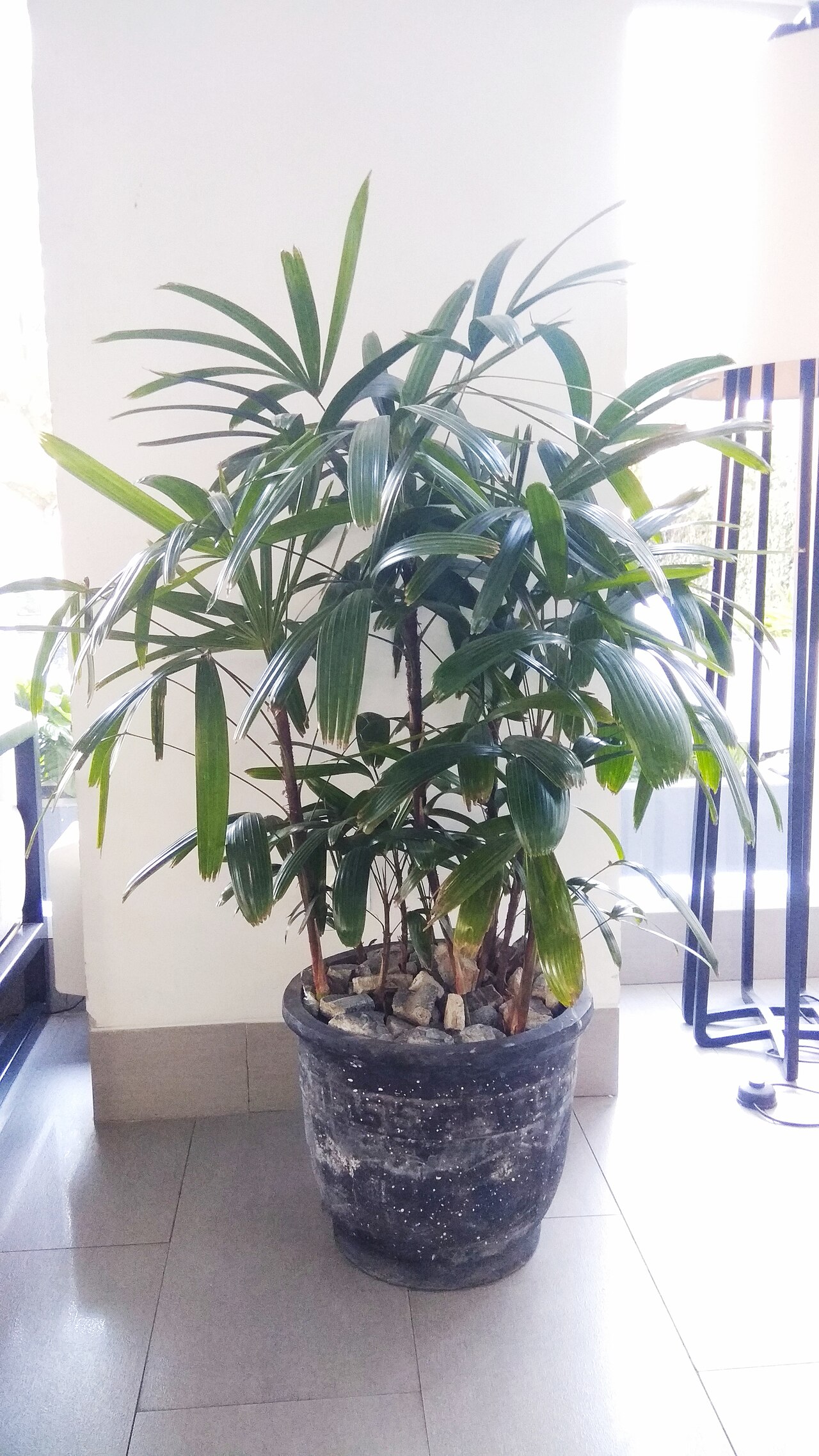 Rhapis excelsa reference