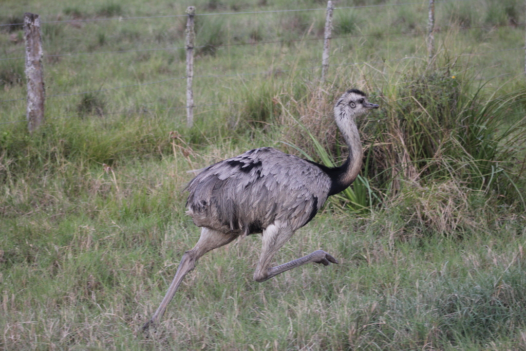 Greater Rhea reference