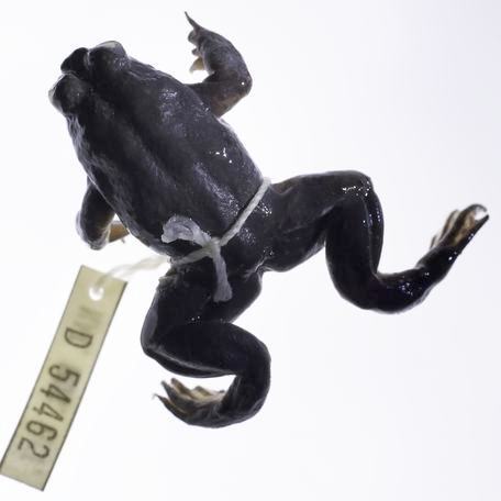Southern Gastric Brooding Frog reference