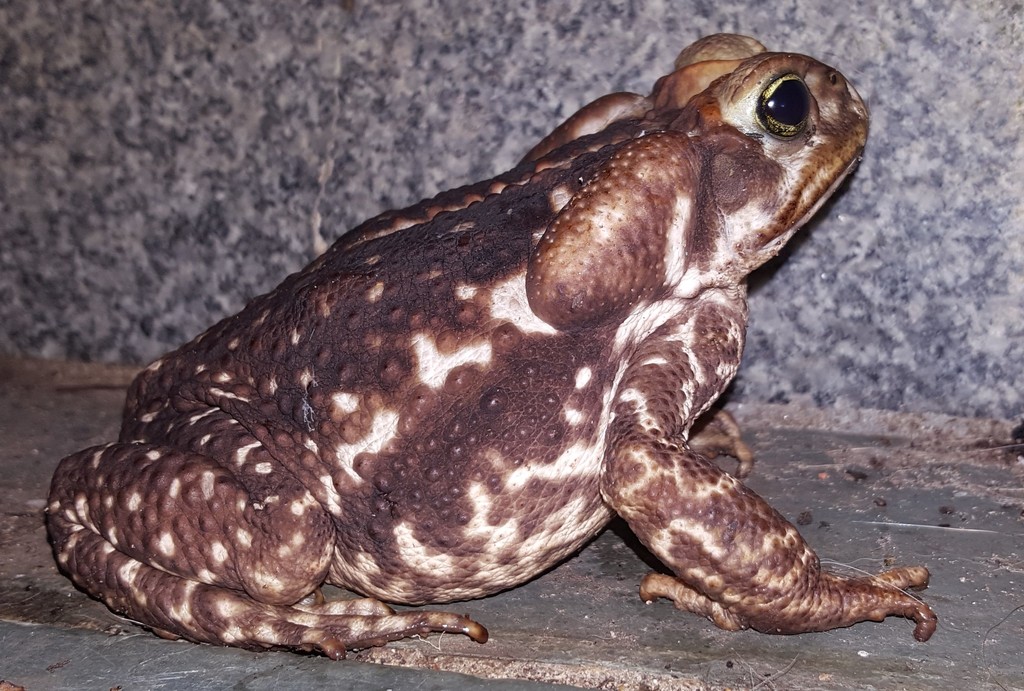 Yellow Cururu Toad reference